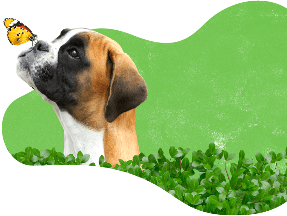 Pawsitive http://datatagid.com.br/wp-content/uploads/2019/08/dog_services.png