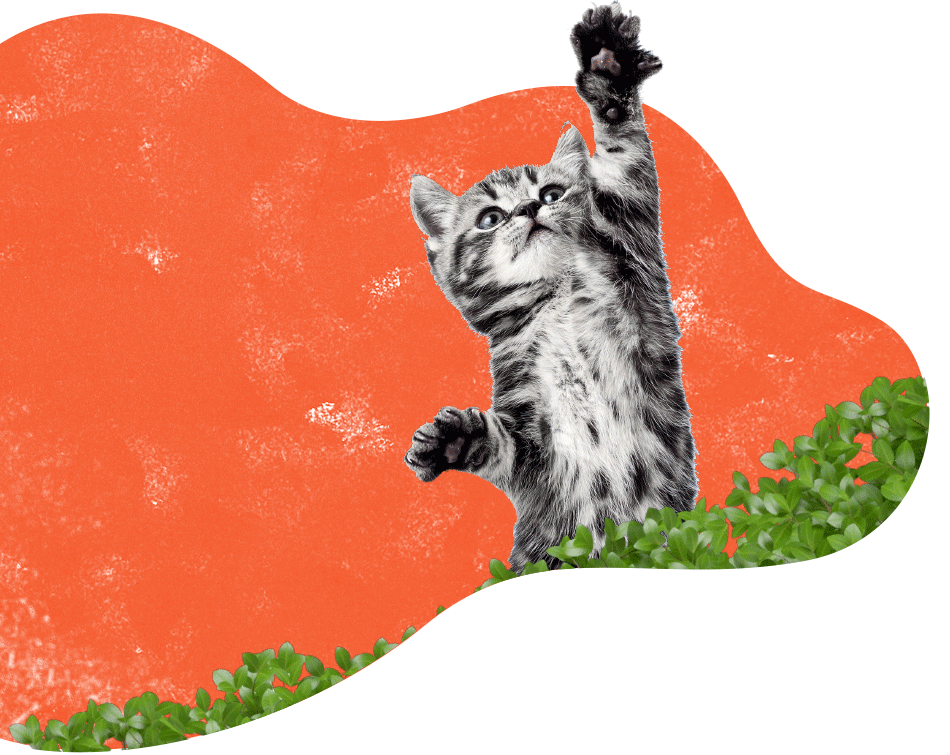 inner_services_cat http://datatagid.com.br/wp-content/uploads/2019/08/inner_services_cat.png