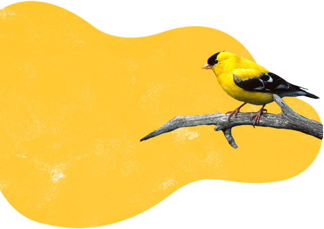 passaro.fw http://datatagid.com.br/wp-content/uploads/2022/05/passaro.fw_.png