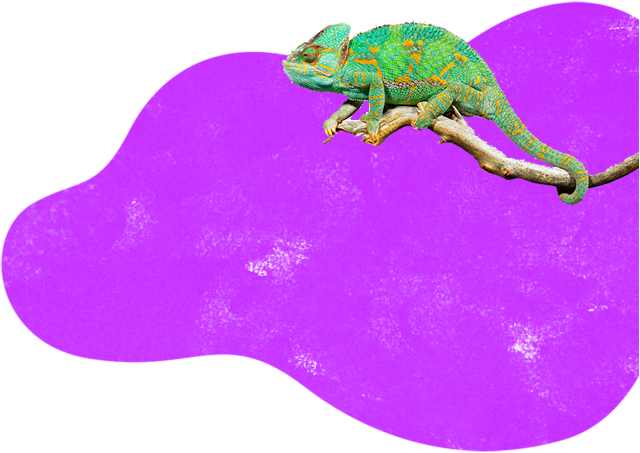 reptil.fw http://datatagid.com.br/wp-content/uploads/2022/05/reptil.fw_.png